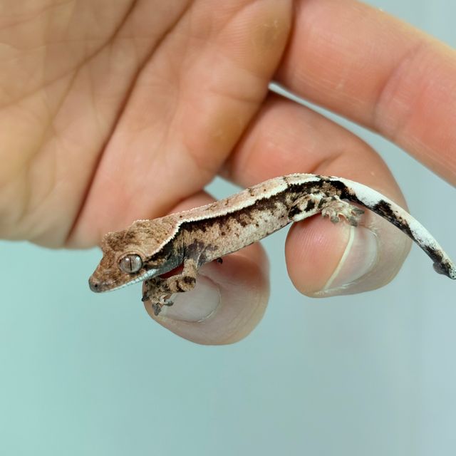 세이블