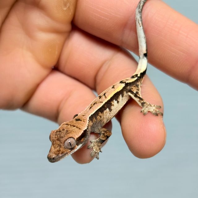 세이블
