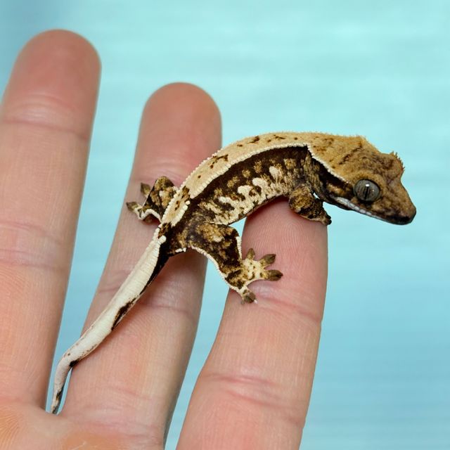 트라이