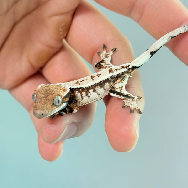세이블