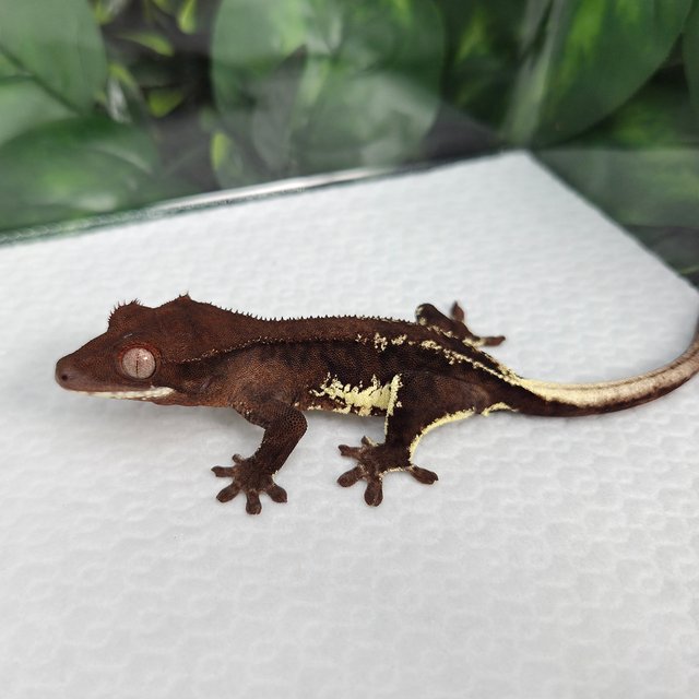 Phantom Frappuccino Charcoal