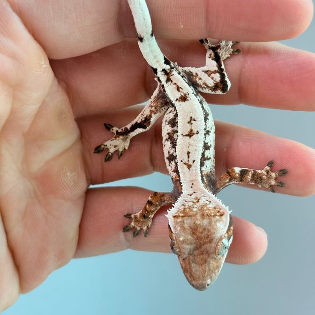세이블