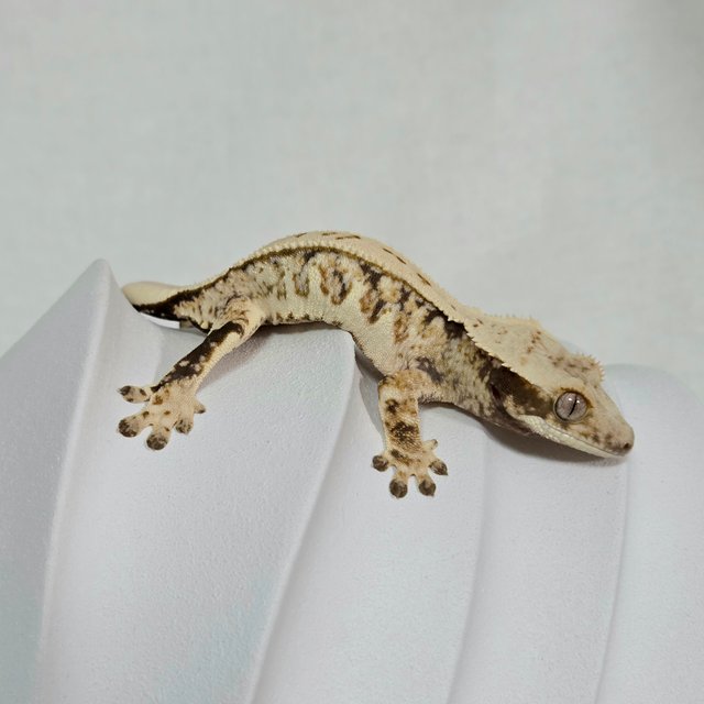 트라이