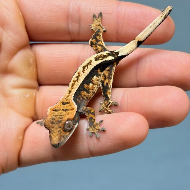 세이블