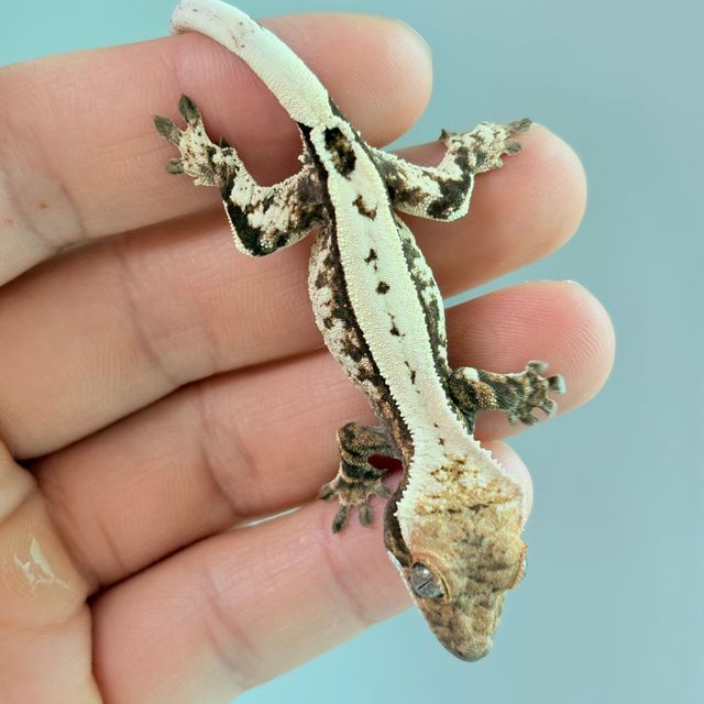 세이블