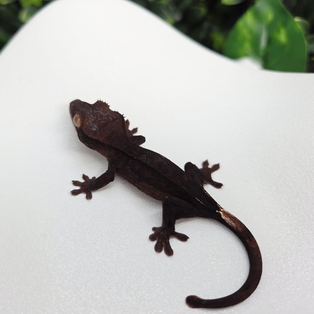 챠콜 슈퍼스트라이프