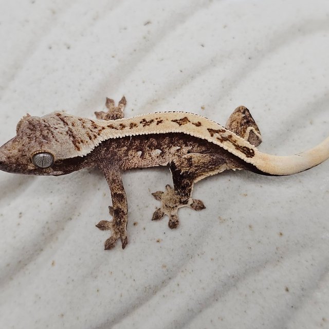 100% Het Axanthic