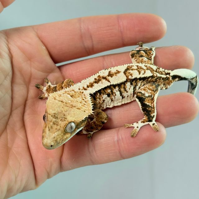 트라이