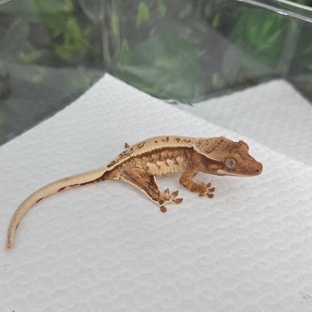 노멀 풀핀 트라이