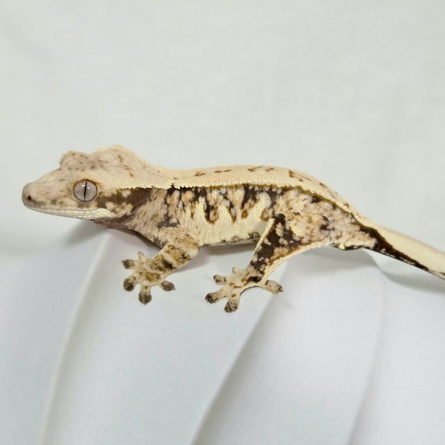 트라이