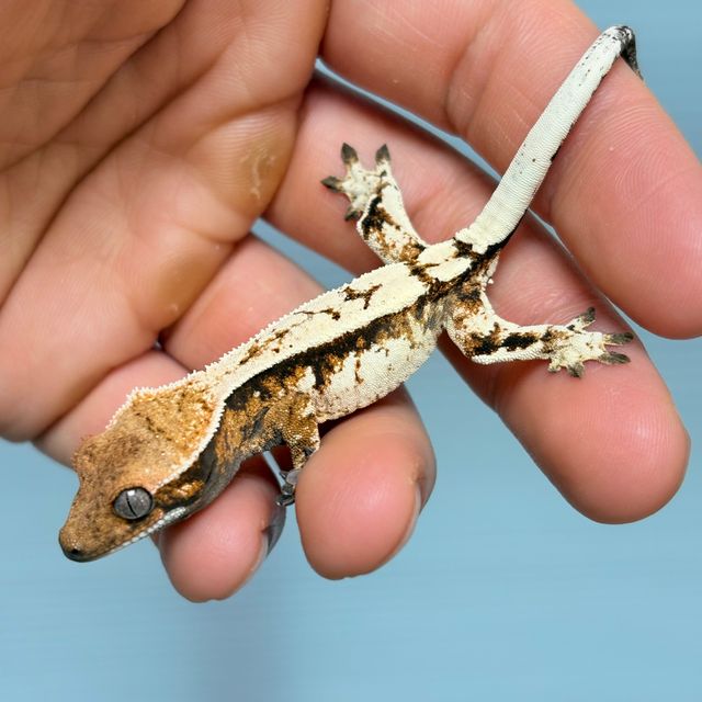 세이블