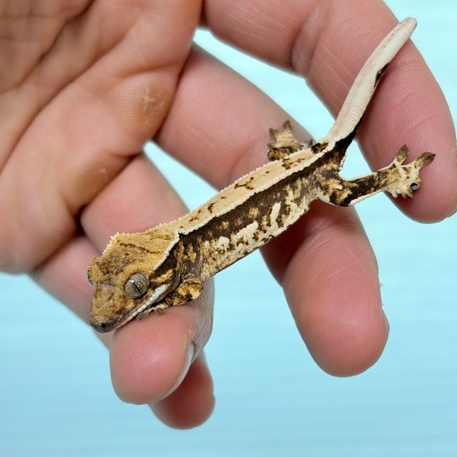트라이