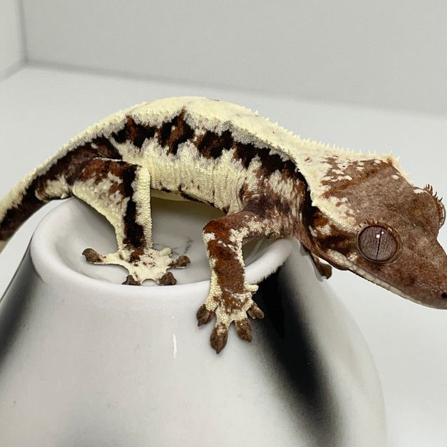 릴리 세이블