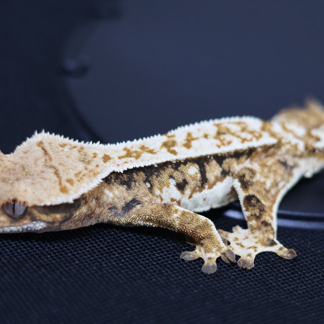 트라이 익스트림할리퀸