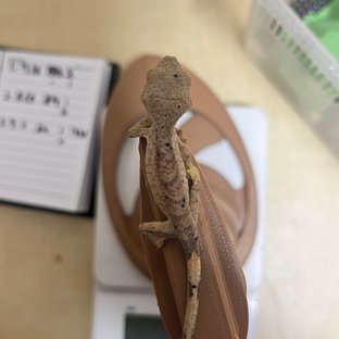 달마시안 슈퍼달마시안