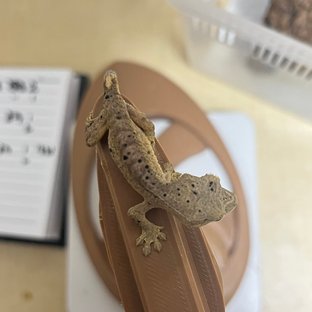 달마시안 슈퍼달마시안