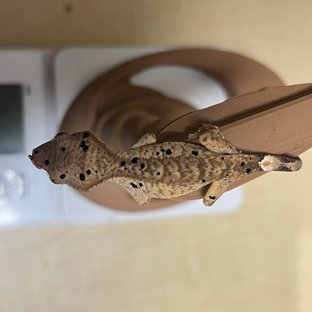 슈퍼달마시안 달마시안