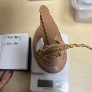 달마시안 슈퍼달마시안