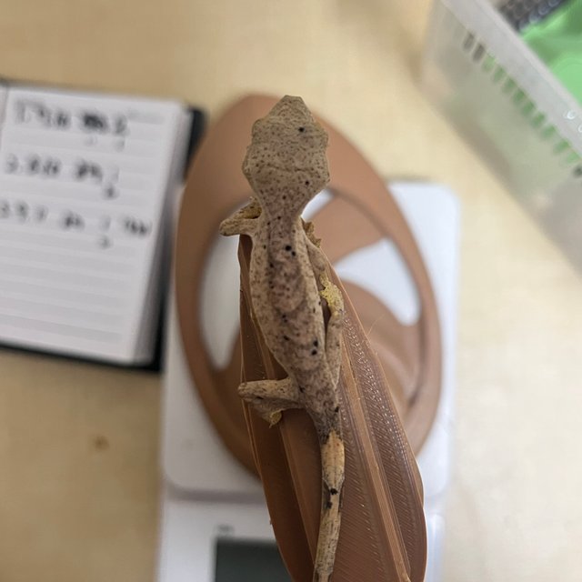 달마시안 슈퍼달마시안