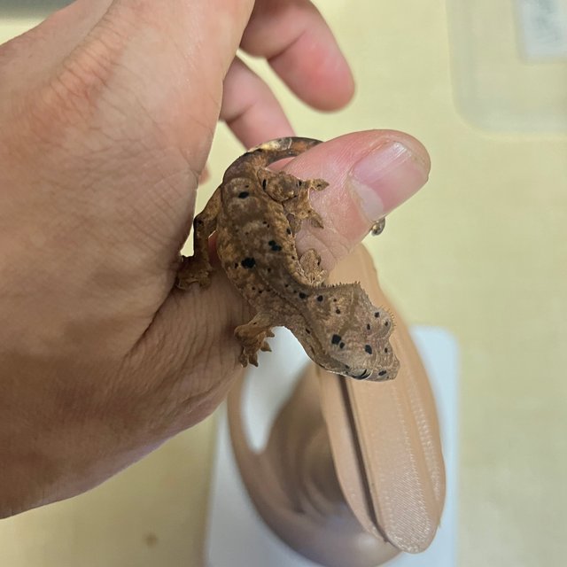 슈퍼달마시안 달마시안