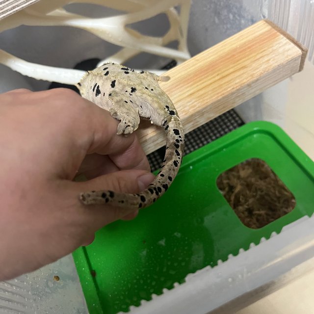 달마시안 슈퍼달마시안