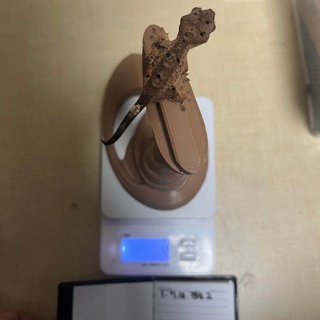 슈퍼달마시안 달마시안