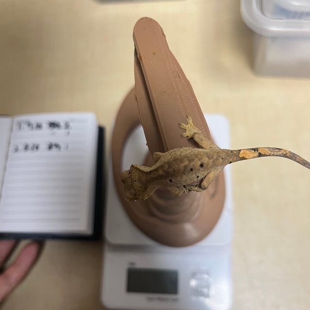 달마시안 슈퍼달마시안