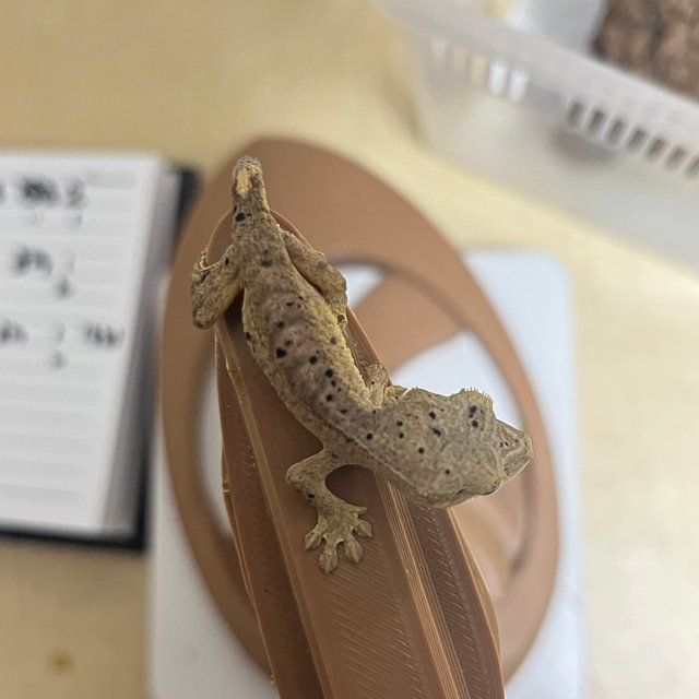 달마시안 슈퍼달마시안