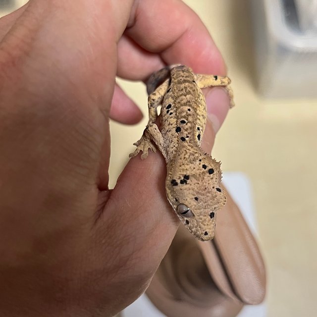 슈퍼달마시안 달마시안