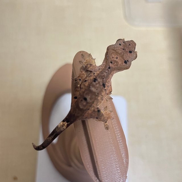 슈퍼달마시안 달마시안