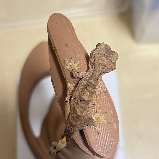 달마시안 슈퍼달마시안