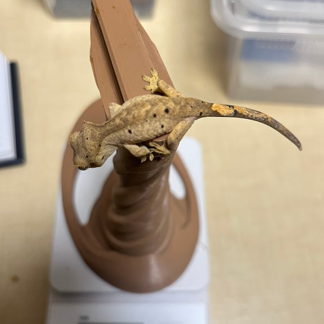 달마시안 슈퍼달마시안