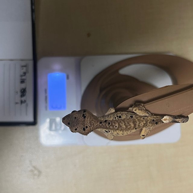 슈퍼달마시안 달마시안