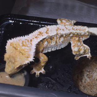 트라이