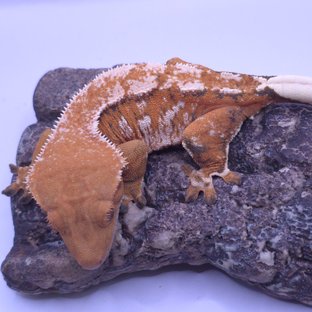 노멀 트라이 텐저린