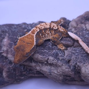 노멀 트라이 화이트스팟