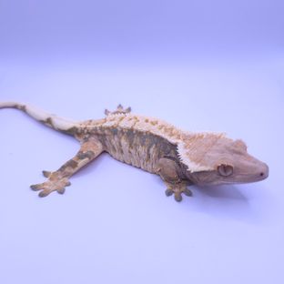 트라이