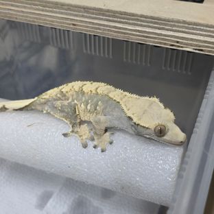 노멀