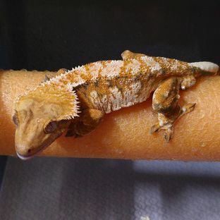 바브 트라이