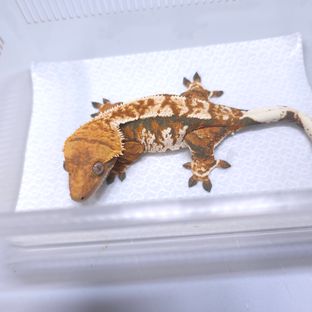 트라이