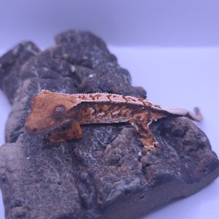 노멀 트라이 텐저린