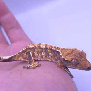 노멀 트라이
