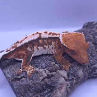 노멀 트라이 텐저린