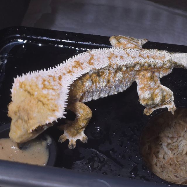 트라이
