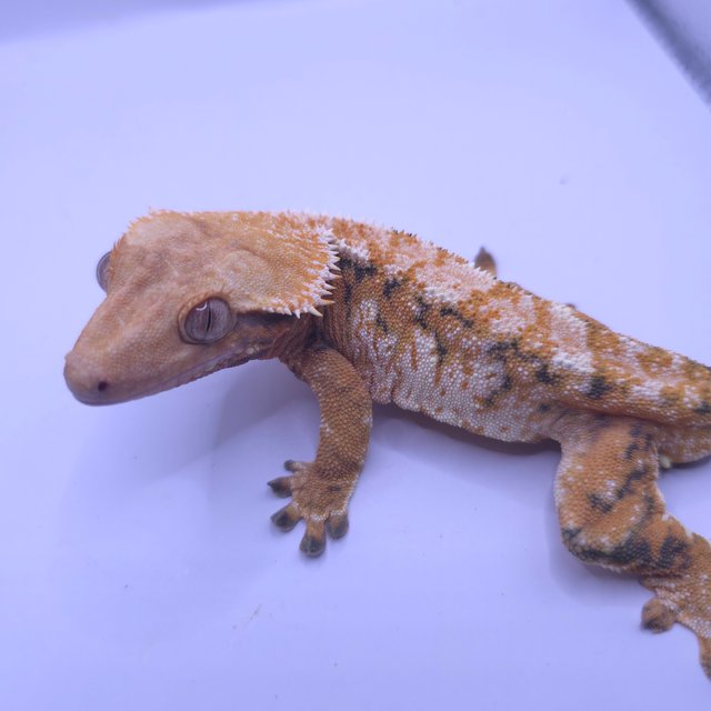 노멀 트라이 텐저린