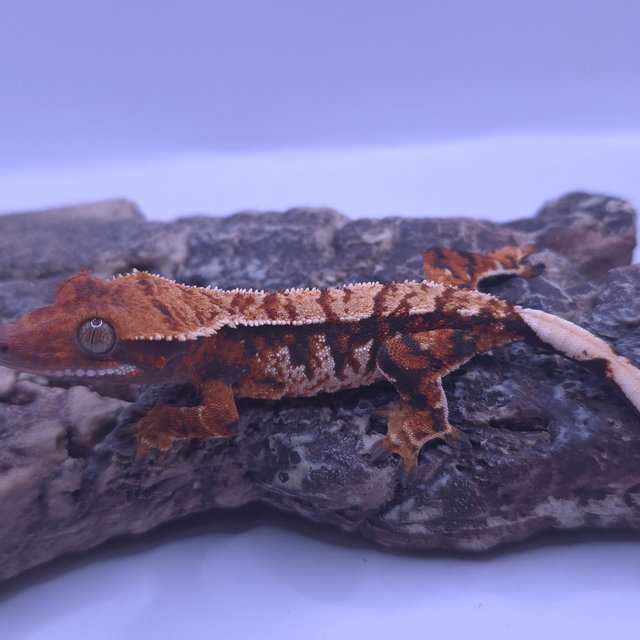 노멀 트라이 텐저린