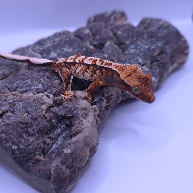 노멀 트라이 화이트스팟