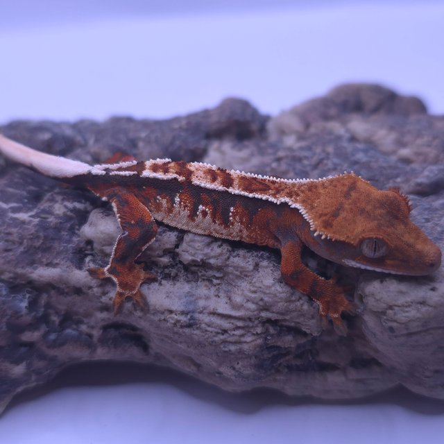 노멀 트라이 텐저린