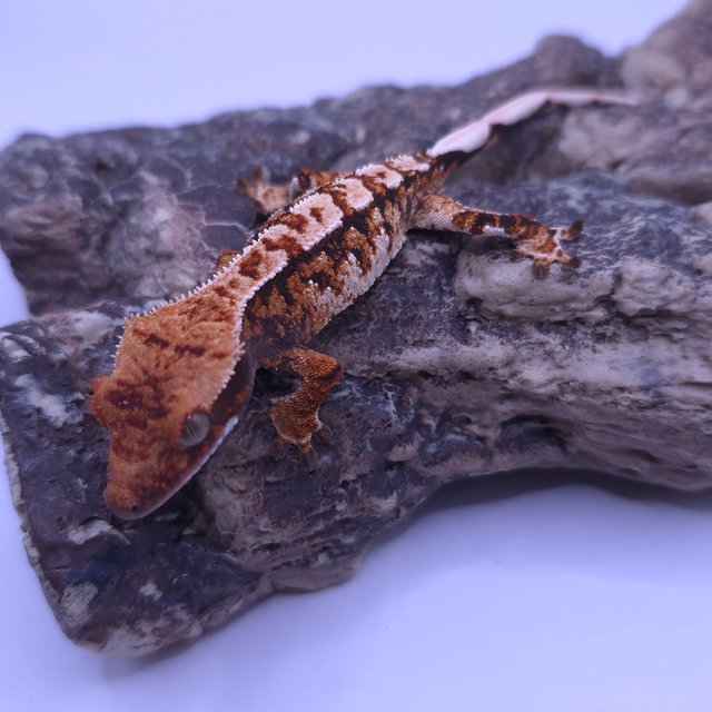 노멀 트라이 화이트스팟