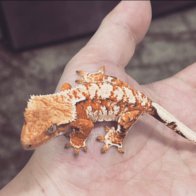 트라이 바브